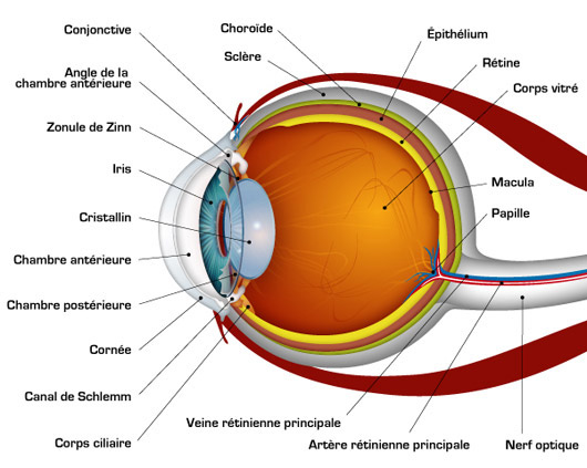 shema_oeil_fr2