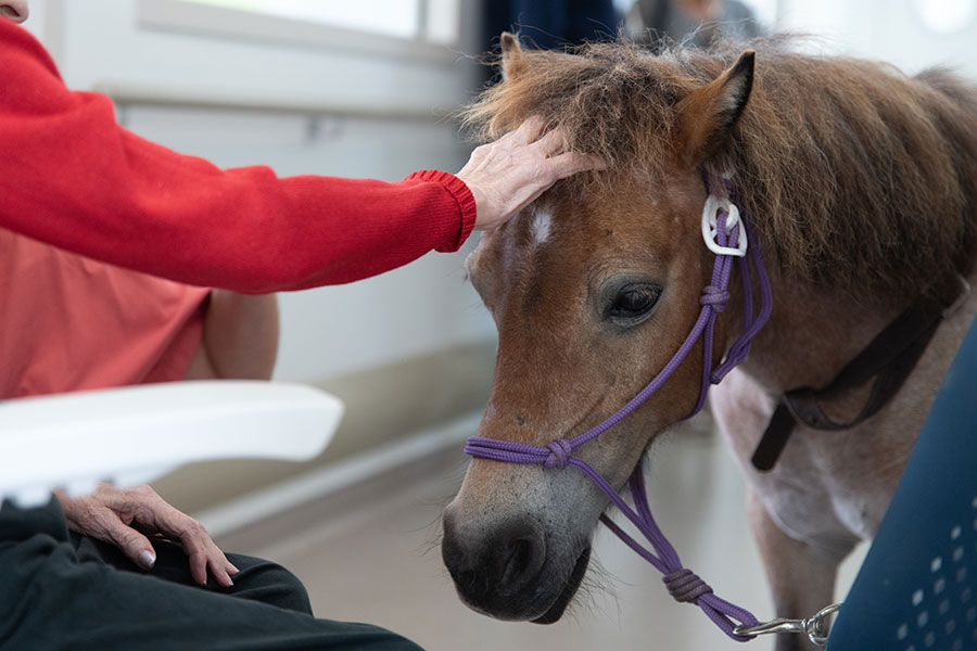 poney et résident