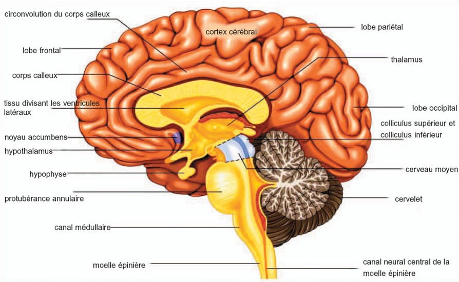 Cerveau